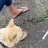I Think I Like This Little Dog Indonesia Bali Retreat Dog Wholesome Escort Homestay Fypシ