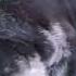 О чем ДУМАЕТ собака Dogsvideo собака Dogs а4 топ питомцы комары