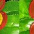 आर गनड क कपड स फ ल बन ए How To Make Organdy Cloth Flower Nehadesignsgallery
