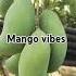 Mango Vibes Food Recipe Cooking Viral Videos Foodie