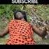 MASAI UGORO USISAHAU KU SUBSCRIBE SHARE NA COMMENT ASANTE SANA Snakeboy Gwiji Chorohunter