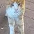 Милый рыжий кот Тигр жалобно мяукает Feral Red Cat Tiger Meow Kucing Lucu Gatos Graciosos 面白い猫