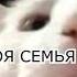 Белый кот качает головой Танцующий Кот Мем Подборка приколов