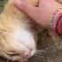 Smudo Adoptdontshop Labusfamily Pets Cats