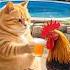 Funny Youtube Cat Kasfet Pets Animals