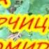 МУЛЬЧА ИЗ ГОРЧИЦЫ ДЛЯ ПОМИДОР Органическое земледелие