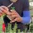 How To Propagate And Grow Rosemary