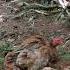 Old Saigon Tank Brood Cock Pair With Pakoy Hen