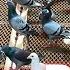 Flying The Young Racing Pigeons