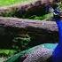 Peacock Full Voice