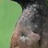 Myna Bird Sound