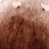 Want A Whole New Body Ask This Flatworm How Deep Look
