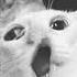 Giga Chad Cat Trending Funny Memes Fyp Music Gigachad