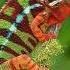 Chameleon Sound