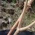 Ginko Biloba Nursery Stock Bonsai Bonsaiart Nature Art Bonsaitree