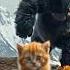 HUGE Monster Gorilla Chases Adorable Orange Cat