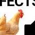 Hen Sound To Attract Roosters Chicken Sound Effects Free