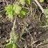 Вопрос о бурых листьях на черной смородине якутск Yakutsk Currant Black Leaf 20 05 2025