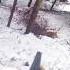 охота на лису с идеальным выстрелом охота Huntingrussia Wildhunting Wildlife Foxhunting Natur