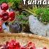 Refreshing Taste Of Mushrooms With Red Cap And White Stem