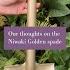 Have You Discovered The Niwaki Golden Spade Yet