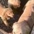 Golden Retriever Climbs The Fence To Escape Half Brother Puppies