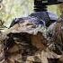 An Unforgettable Moment 3 Days Wildlife Photography Wild Camping
