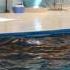 Dolphinarium