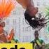Mais Que Nada OI BRASIL AUTHENTIC SAMBA London Based Top Samba Dancers Shows For Hire