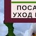 ПИОН ДРЕВОВИДНЫЙ посадка уход размножение