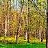 Healing Birdsong In The Spring Forest Nature Sounds For Relaxation