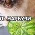 КОТ НА АРБУЗЕ котнаарбузе мем кот котики муд тикток тренды