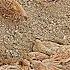 Partridge Sounds Birds