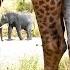 AliceL Tarangire National Park Safari BEST PHOTOS