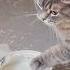 A Cat With Infinite Rizz Funny Cat Compilation FailArmy