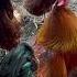 Funny Chicken Coop Update Pastry Of Chicken And Misbehaving Rooster With His Girls Shorts