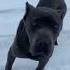 NARKOZ VELİAHTI BOĞAÇ Recepbayraktar Narkoz Canecorso