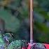 Violet Bellied Hummingbirds Dominate Busy Nectar Feeder In Panama May 17 2025