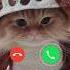 My Cute Baby Is Calling Shorts Ringtone Calls Cat