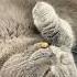 How To Wake Up A Sleeping Cat Shorts Funnycats