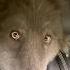 HUGE BLUE WOLF WITH YELLOW EYES Werewolf Direwolf Yelloweyes Bluewolf Bluewolfdog Wolf