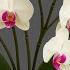 Just Pour 1 Spoon Per Week And Orchids Bloom All 4 Seasons