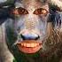 Chalo Chalo Jungle Ghumne Shortsvideo Comedy Goatcomedy Comedyfilms Funny Garmifunny Cow