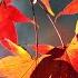 Жозеф Косма Опавшие листья J Kosma Autumn Leaves