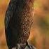 Cormorant Near A Lake Call Birdcall Wild Prey Cormorant Bird Lake Nature Wildlife HA00071