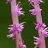 Aponogeton Trailer Species Habitats Awareness Programme Habitats Trust Films Thtfilms
