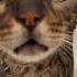 Building A Connection How To Attract Your Cat With This Meow Sound Shorts Meow Cat Meowing