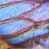 Onion Cells Under The Microscope Reels Shortvideo Viral Shorts Viralvideo