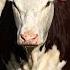 Omaha Steaks CEO Warns Of Tricky Issue Hitting The Beef Market