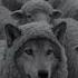 Never Be A Sheep When You Can Be The Wolf